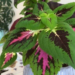 Meet your Posher, Caitlin